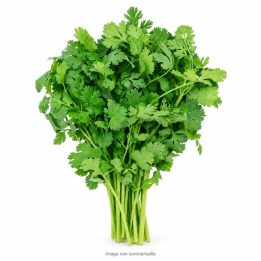Coriandre