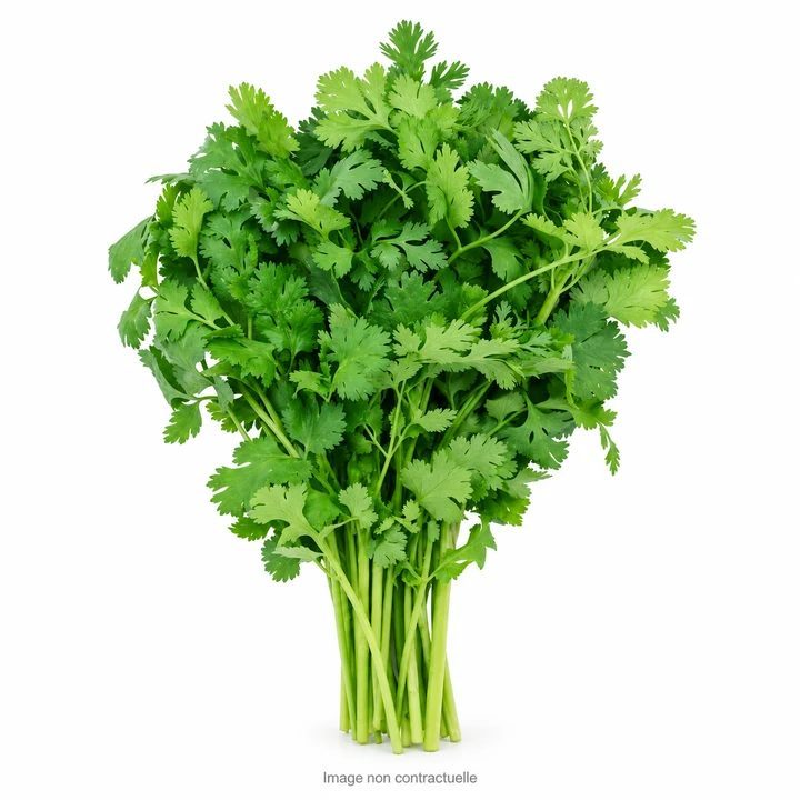 Coriander