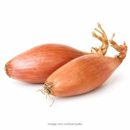 Shallot