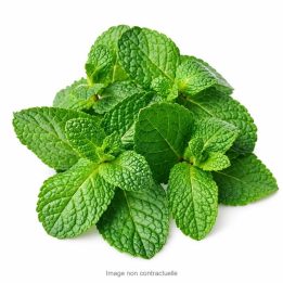 Menthe
