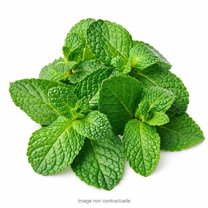 Menthe