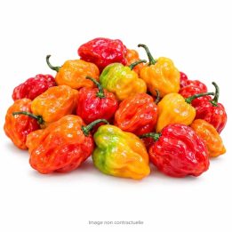 Hot Chilli Pepper