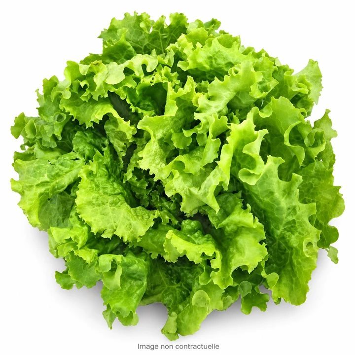 Batavia Lettuce